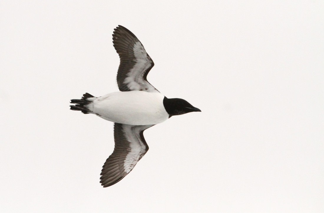 HDS05-24, Day 5, IMG_1699 © Simon Davies - Oceanwide Expeditions.JPG