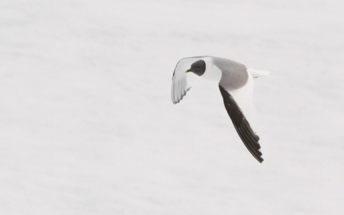 HDS05-24, Day 5, IMG_1795 © Simon Davies - Oceanwide Expeditions.JPG