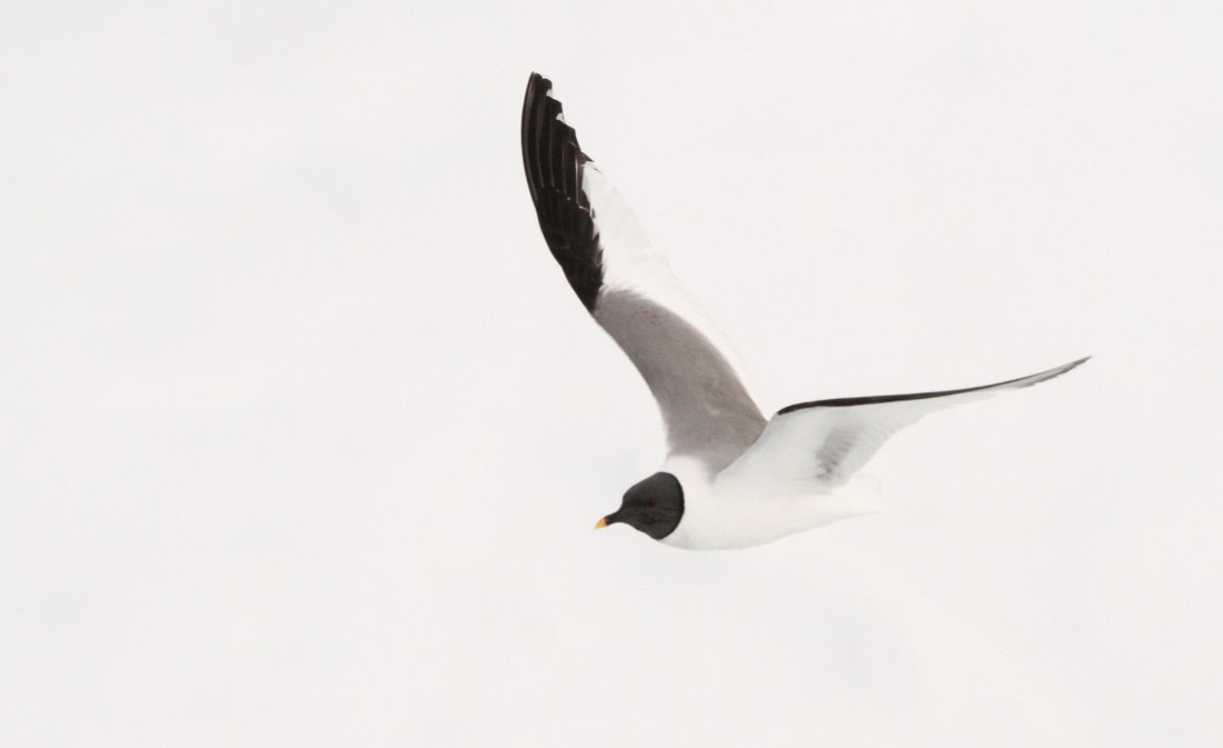 HDS05-24, Day 5, IMG_1905 © Simon Davies - Oceanwide Expeditions.JPG