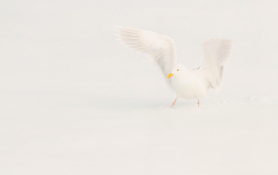 HDS05-24, Day 5, IMG_1971 © Simon Davies - Oceanwide Expeditions.JPG