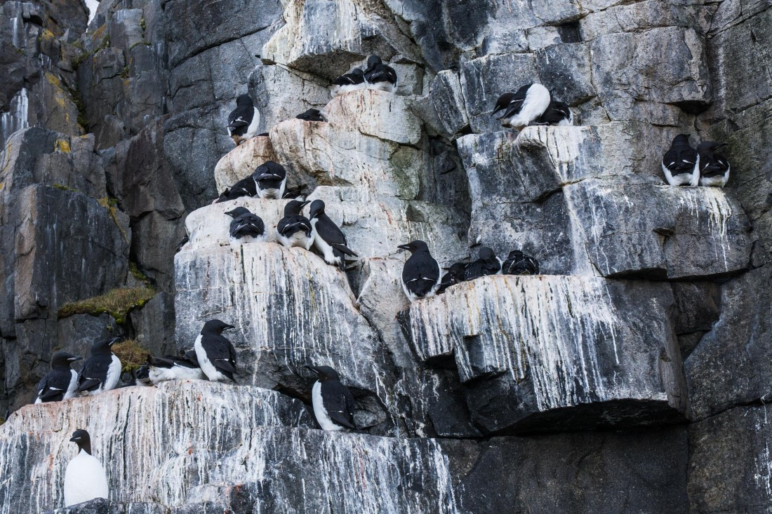 HDS05-24, Day 6, _DSC4209 © Unknown photographer - Oceanwide Expeditions.jpg