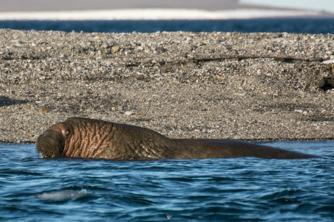 HDS05-24, Day 6, _DSC4246 © Unknown photographer - Oceanwide Expeditions.jpg