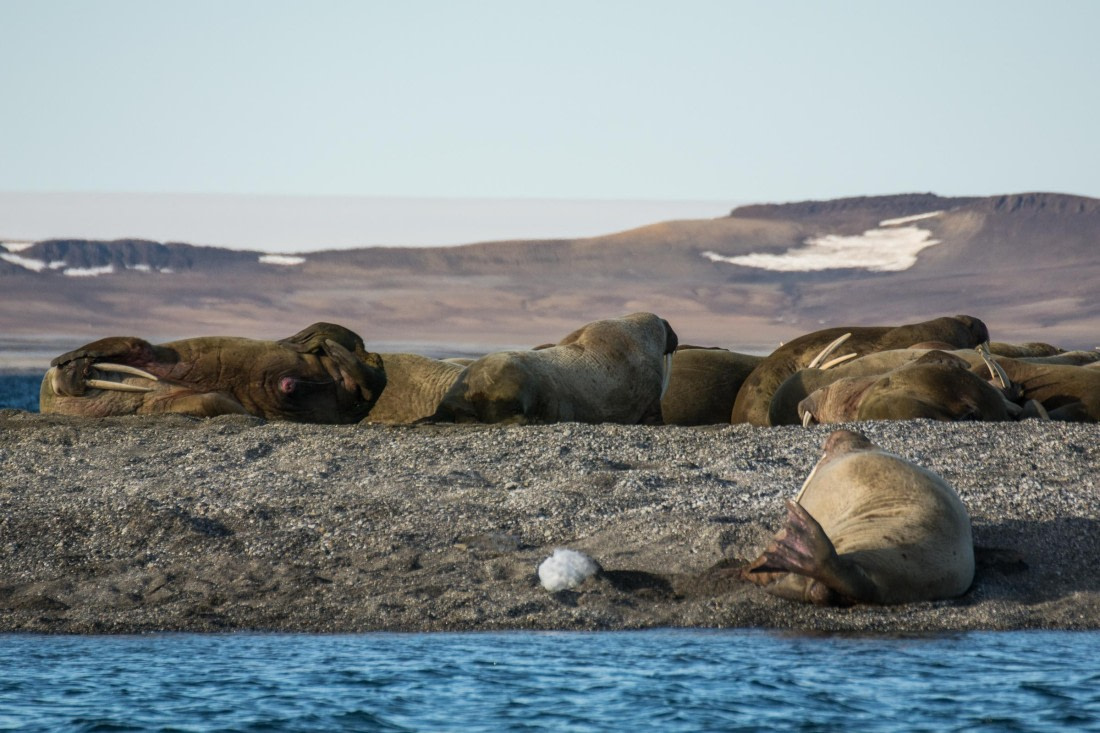 HDS05-24, Day 6, _DSC4261 © Unknown photographer - Oceanwide Expeditions.jpg
