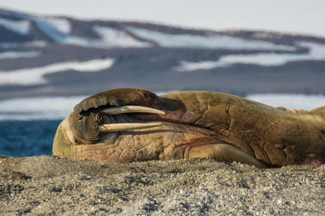 HDS05-24, Day 6, _DSC4269 © Unknown photographer - Oceanwide Expeditions.jpg