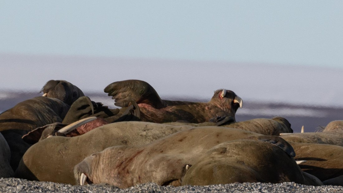 HDS05-24, Day 6, 4Q9A9575 © Katlyn Taylor - Oceanwide Expeditions.jpeg