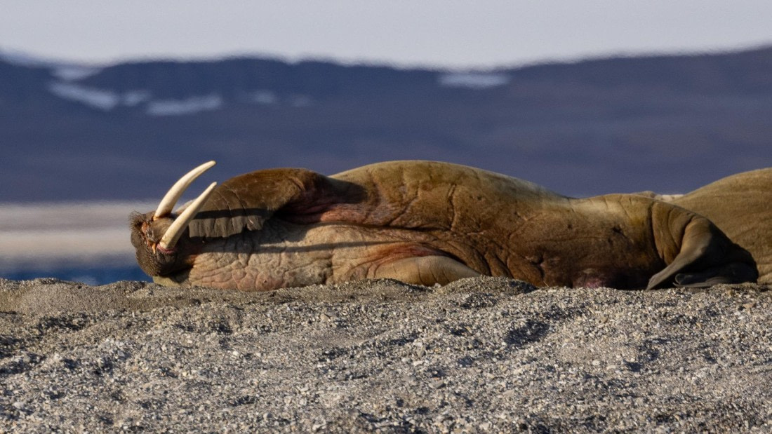 HDS05-24, Day 6, 4Q9A9578 © Katlyn Taylor - Oceanwide Expeditions.jpeg