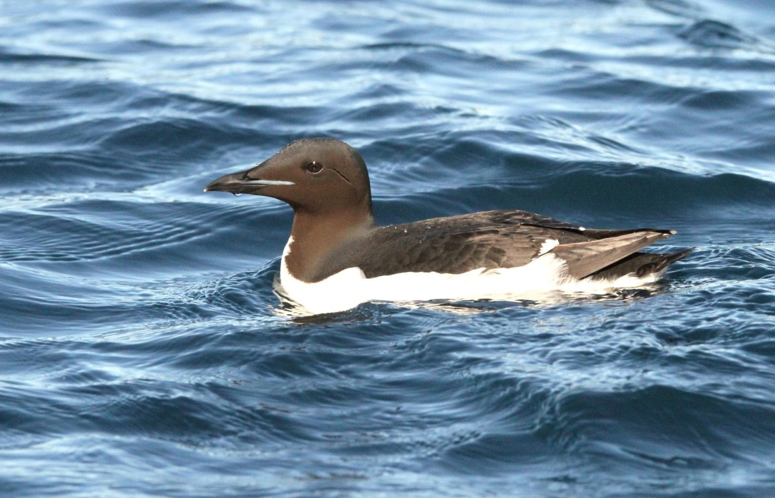 HDS05-24, Day 6, IMG_2211 © Simon Davies - Oceanwide Expeditions.JPG