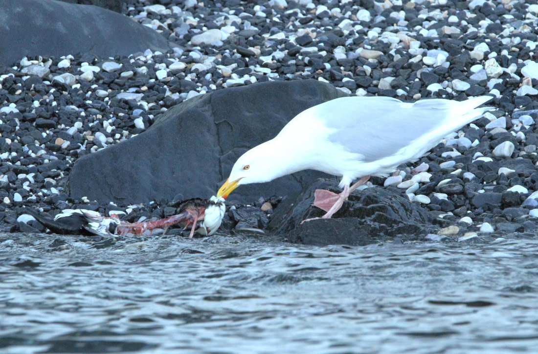 HDS05-24, Day 6, IMG_2609 © Simon Davies - Oceanwide Expeditions.JPG