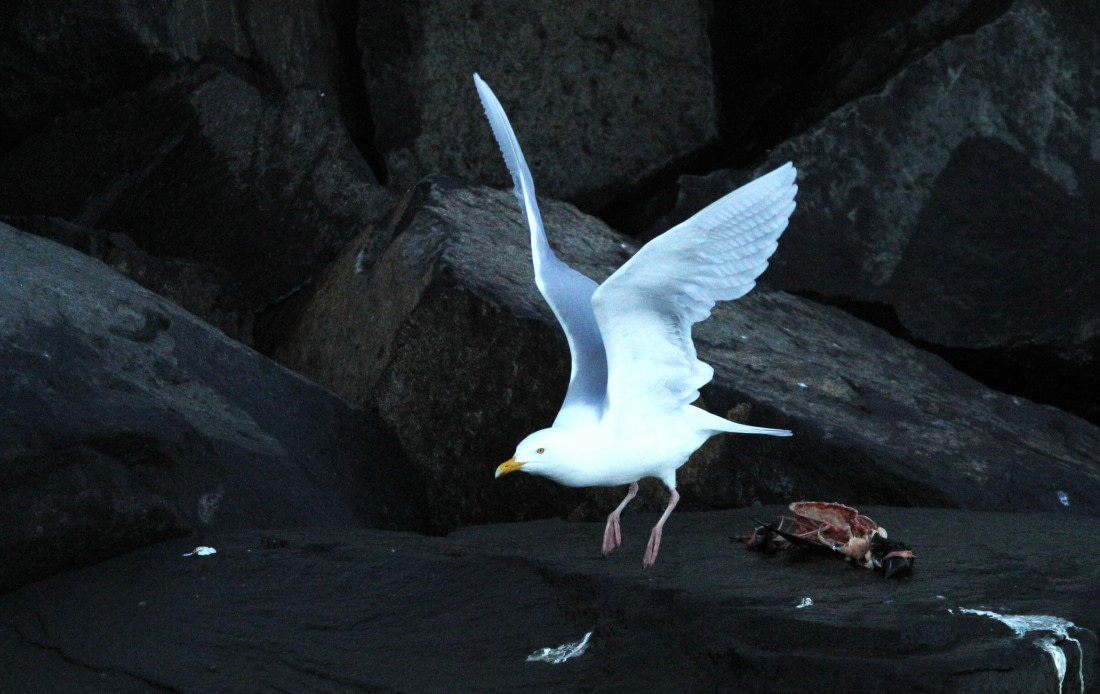 HDS05-24, Day 6, IMG_2635 © Simon Davies - Oceanwide Expeditions.JPG