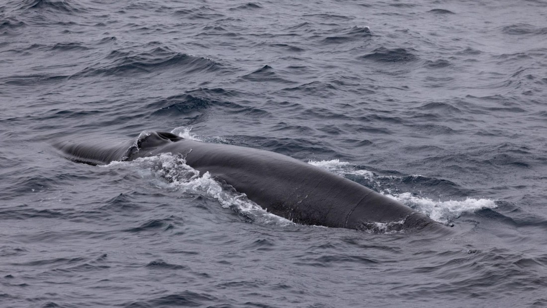 HDS05-24, Day 7, 4Q9A9631 © Katlyn Taylor - Oceanwide Expeditions.jpeg