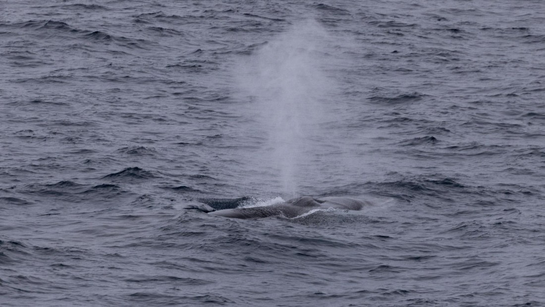 HDS05-24, Day 7, 4Q9A9649 © Katlyn Taylor - Oceanwide Expeditions.jpeg