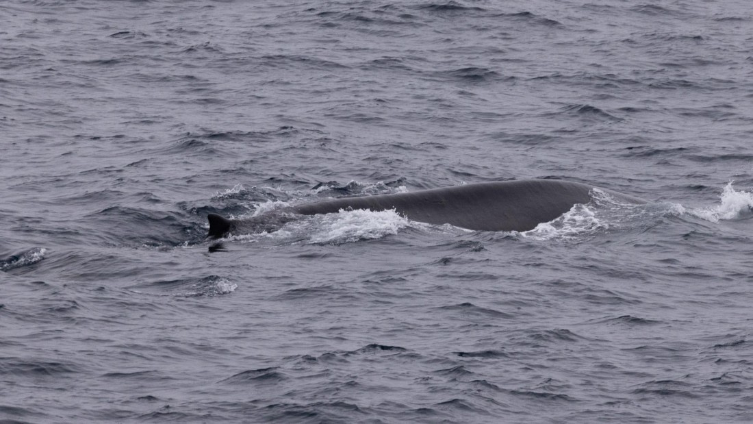 HDS05-24, Day 7, 4Q9A9662 © Katlyn Taylor - Oceanwide Expeditions.jpeg