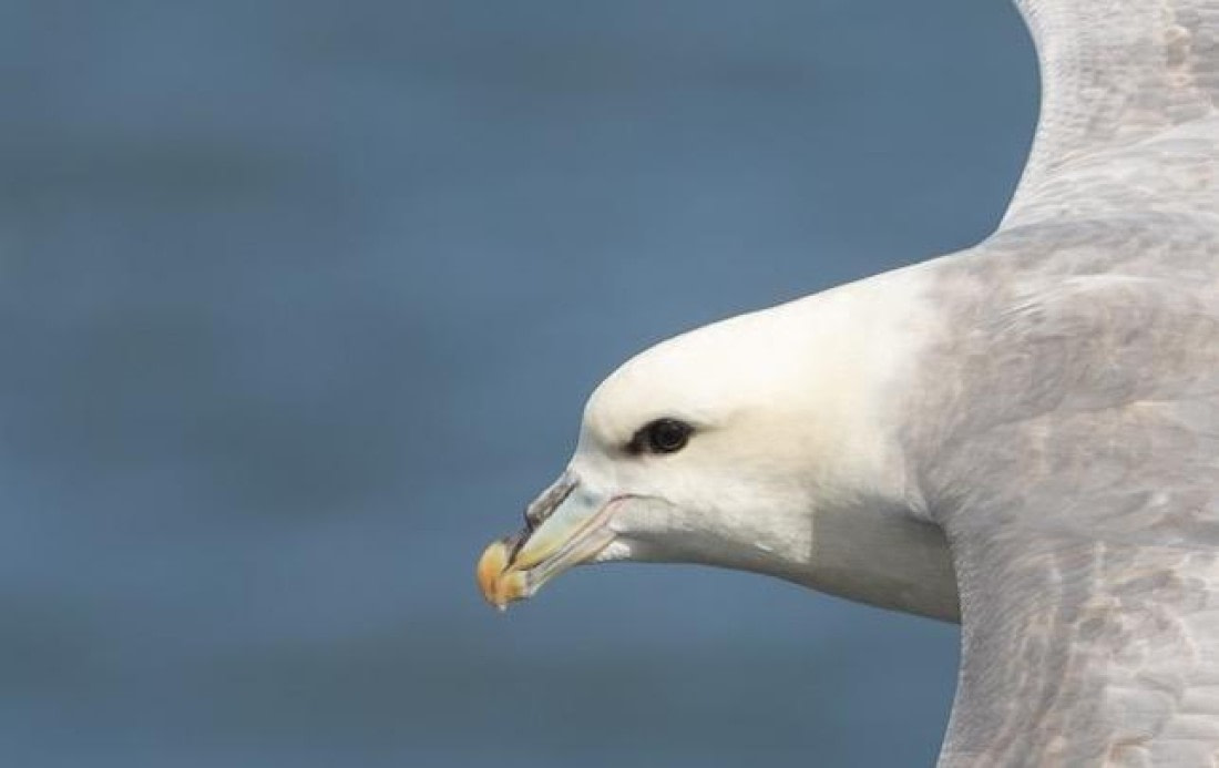HDS05-24, Day 7, Fulmar © Meike Sjoer - Oceanwide Expeditions.jpg