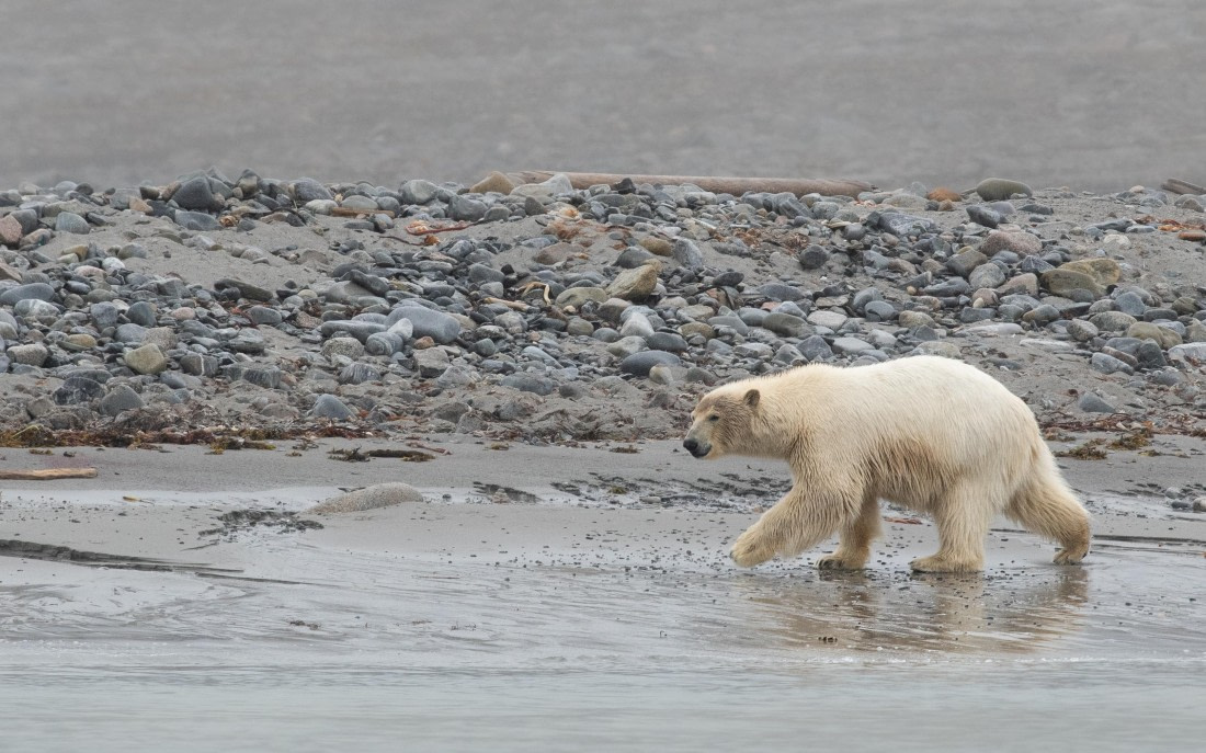 PLA05-24, Day 2, Polar Bear 28June 2024  © Ross Wheeler - Oceanwide Expeditions.jpg