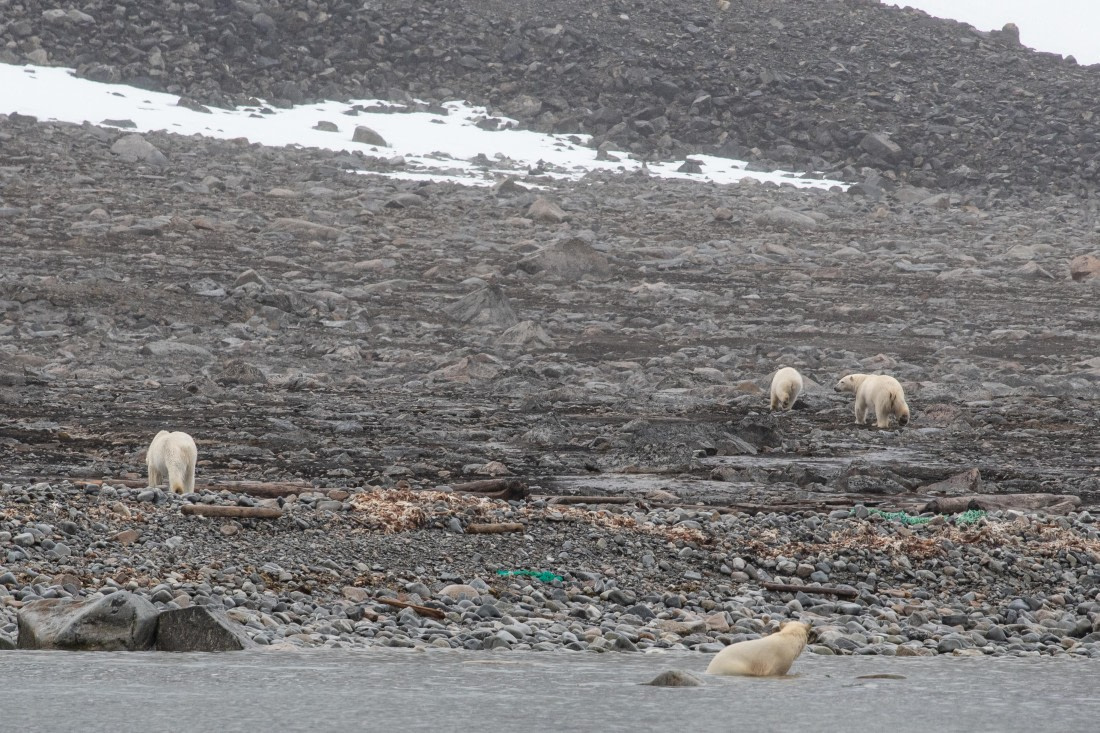 PLA05-24, Day 2, Polar Bear 28June 2024 -1 © Ross Wheeler - Oceanwide Expeditions.jpg