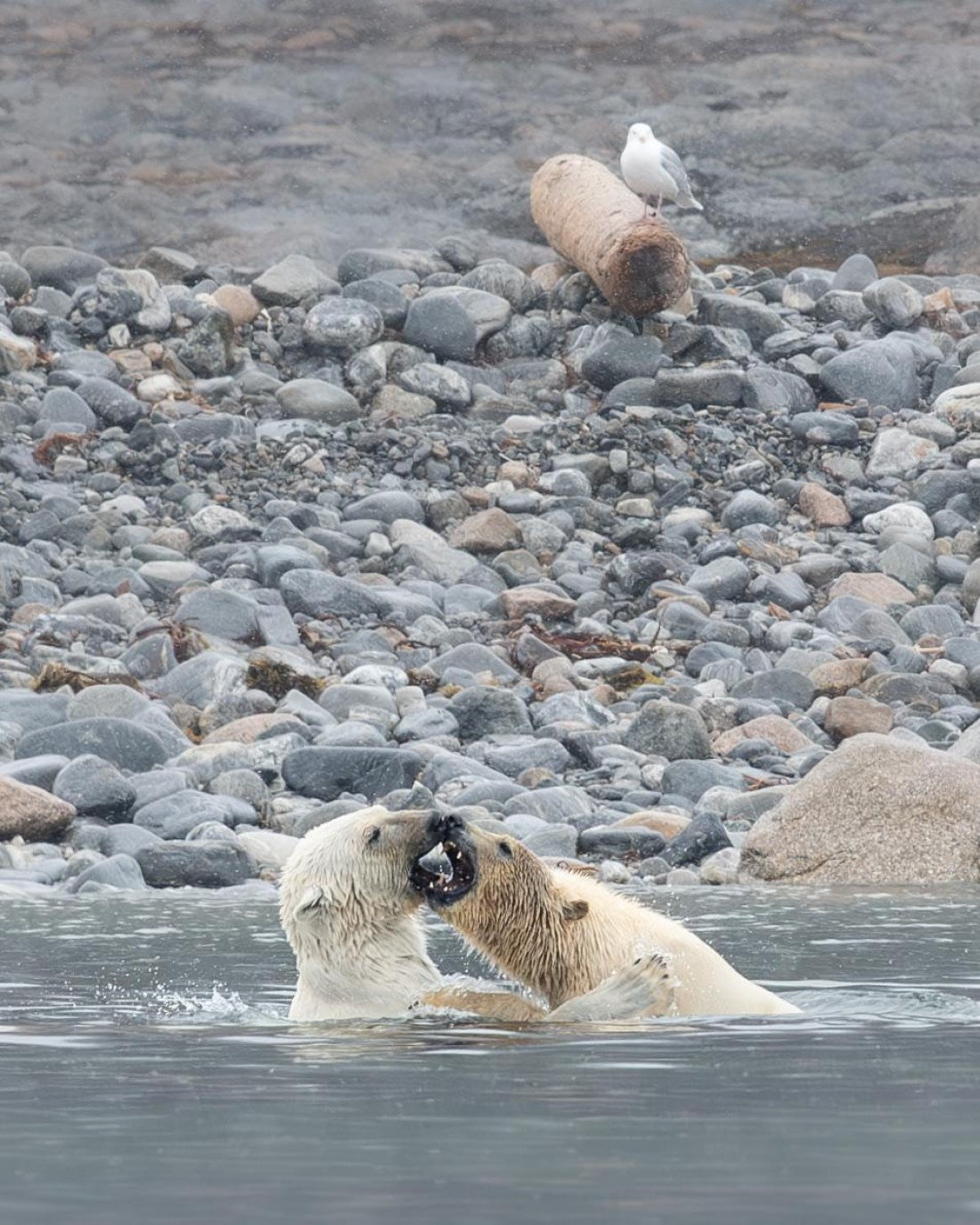 PLA05-24, Day 2, Polar Bear 28June 2024 -3 © Ross Wheeler - Oceanwide Expeditions.jpg