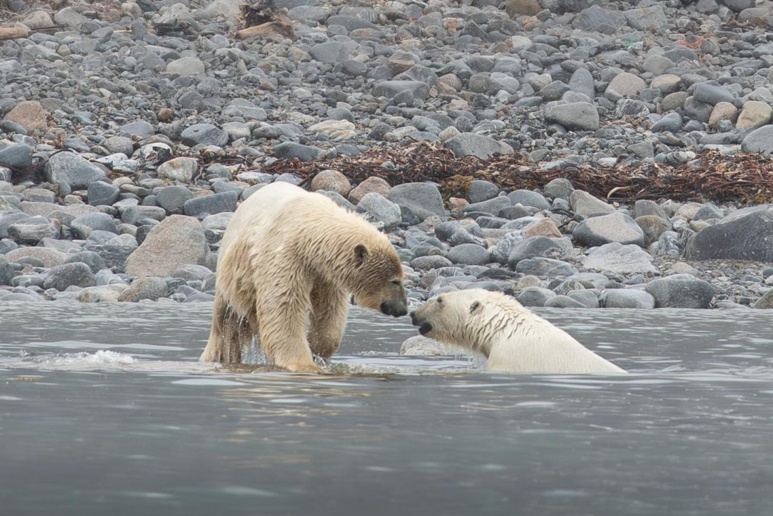 PLA05-24, Day 2, Polar Bear 28June 2024 -5 © Ross Wheeler - Oceanwide Expeditions.jpg