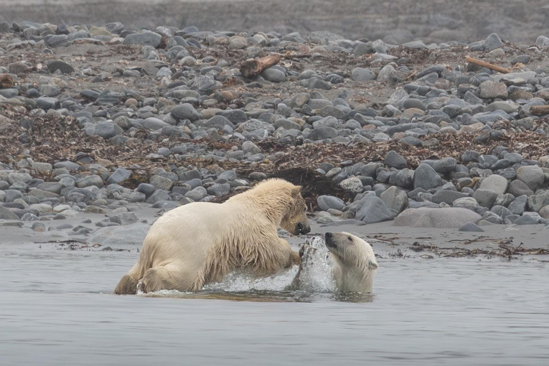 PLA05-24, Day 2, Polar Bear 28June 2024 -6 © Ross Wheeler - Oceanwide Expeditions.jpg