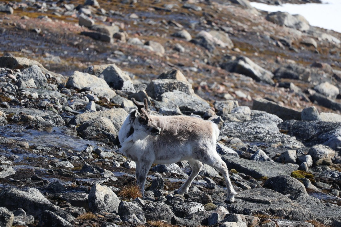 PLA05-24, Day 3, IMG_8975 © Unknown photographer - Oceanwide Expeditions.JPG