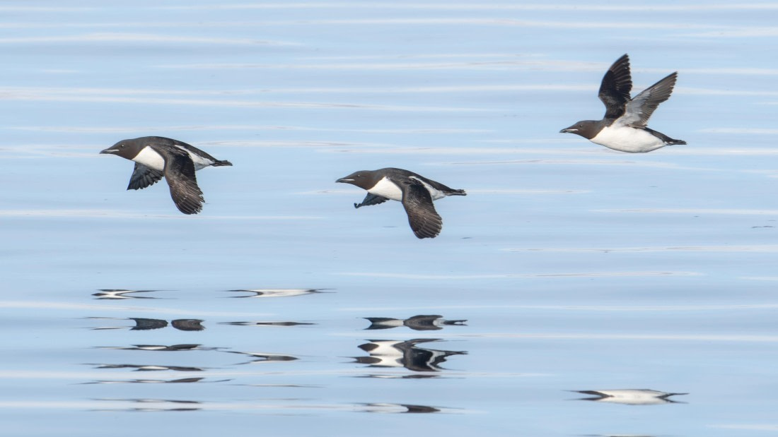 PLA05-24, Day 5, Alkefjellet (2) © Ross Wheeler - Oceanwide Expeditions.jpg