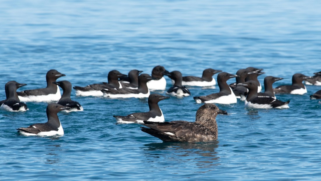 PLA05-24, Day 5, Alkefjellet (8) © Ross Wheeler - Oceanwide Expeditions.jpg