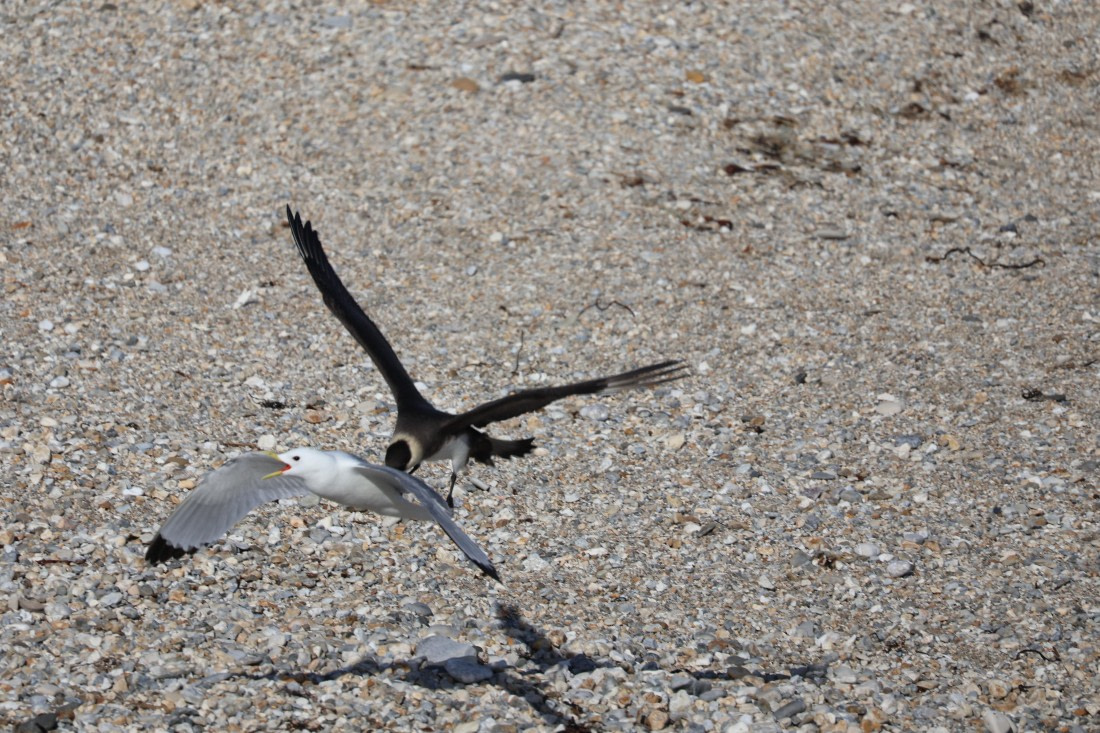 PLA05-24, Day 5, Skua attacks kittiwake © Unknown photographer - Oceanwide Expeditions.JPG