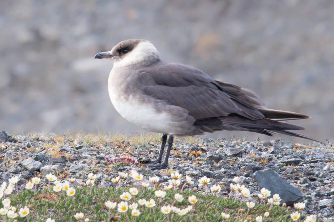 PLA05-24, Day 6, Arctic Skua © Ross Wheeler - Oceanwide Expeditions.jpg