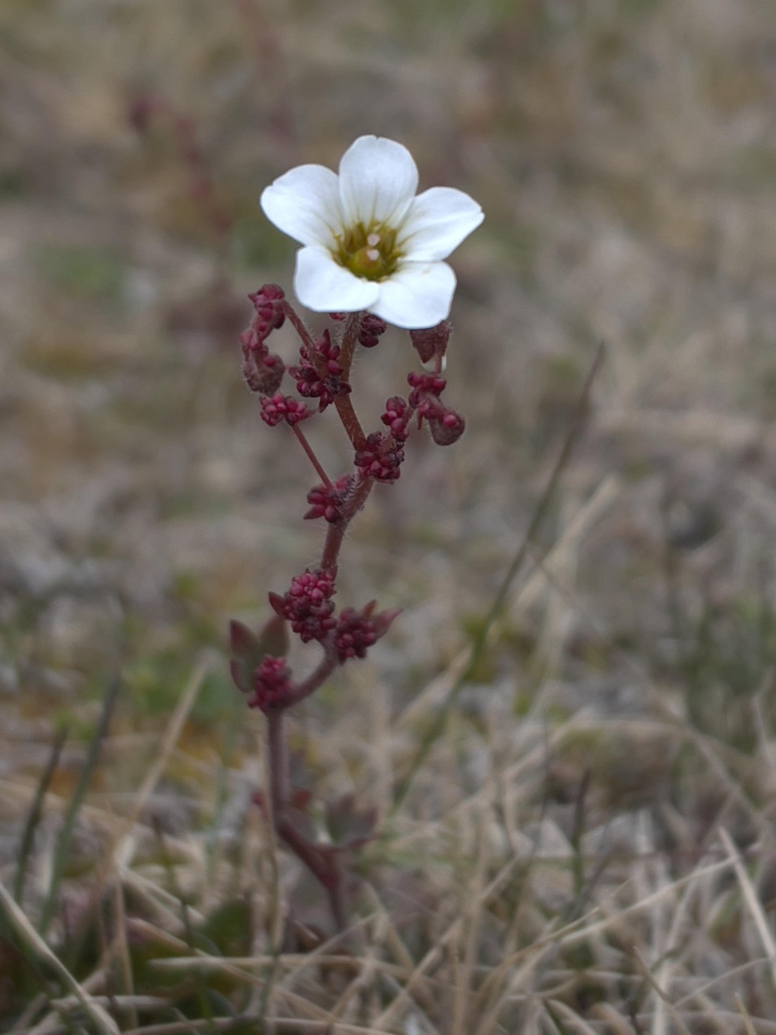 PLA05-24, Day 6, IMG_5106 © Unknown photographer - Oceanwide Expeditions.jpg