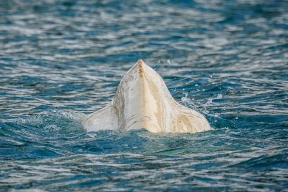 OTL05-24, Day 2, Picture2 © Unknown photographer - Oceanwide Expeditions.jpg