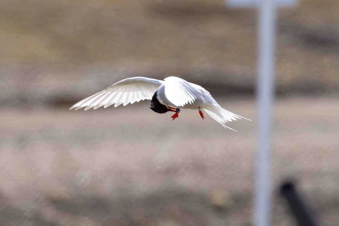 HDS06-24, Day 2, 4Q9A0013-Enhanced-NR © Katlyn Taylor - Oceanwide Expeditions.jpeg