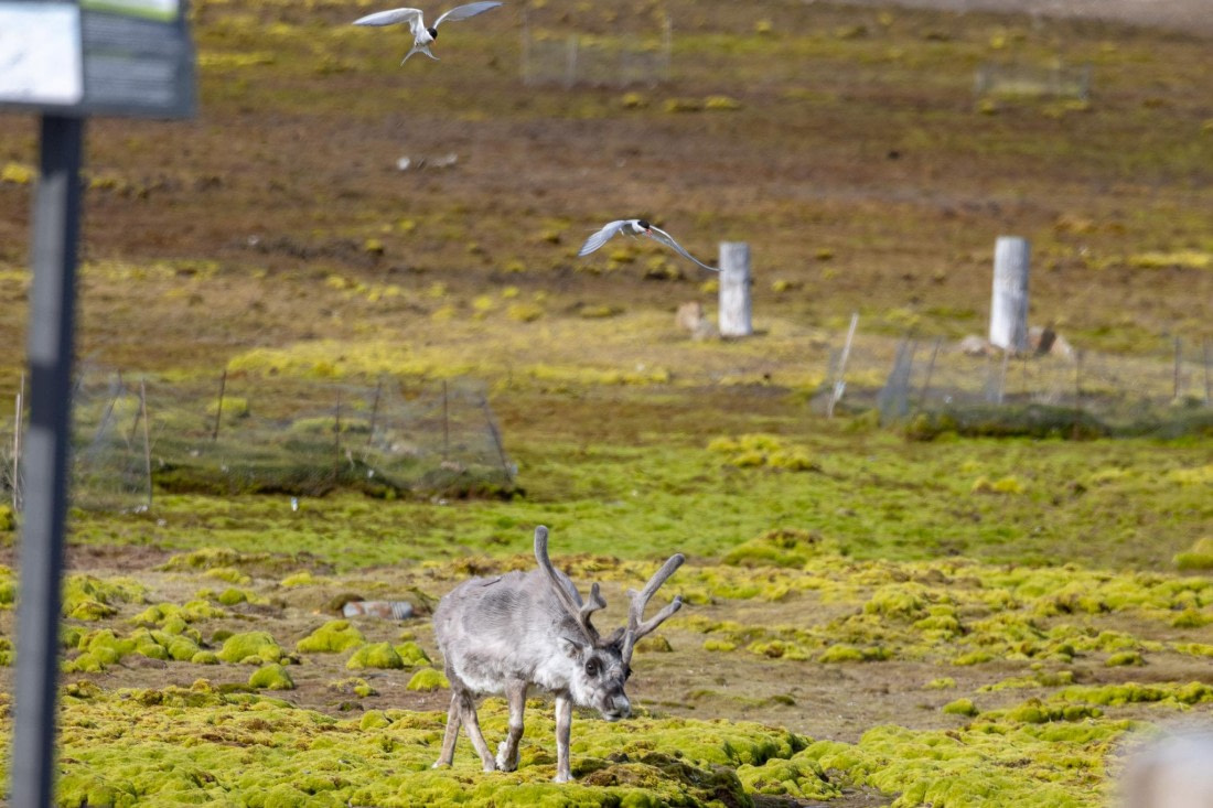 HDS06-24, Day 2, 4Q9A0065 © Katlyn Taylor - Oceanwide Expeditions.jpeg