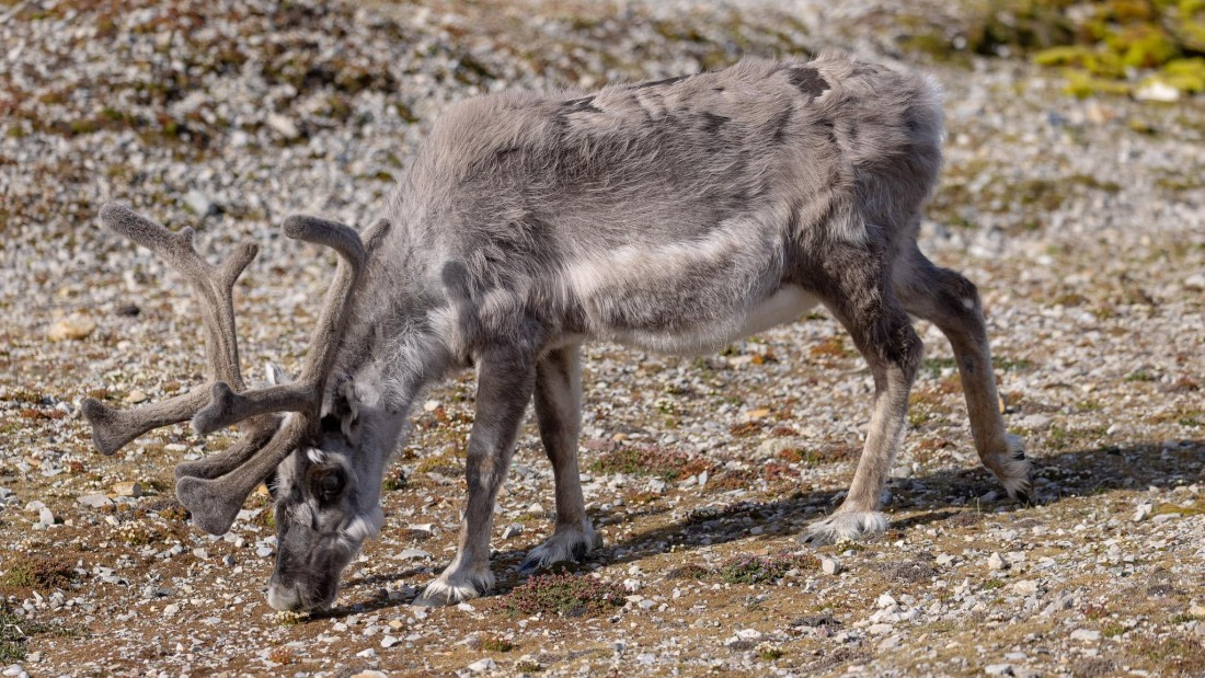 HDS06-24, Day 2, 4Q9A0103 © Katlyn Taylor - Oceanwide Expeditions.jpeg