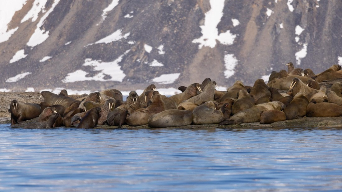 HDS06-24, Day 4, 4Q9A0479 © Katlyn Taylor - Oceanwide Expeditions.jpeg