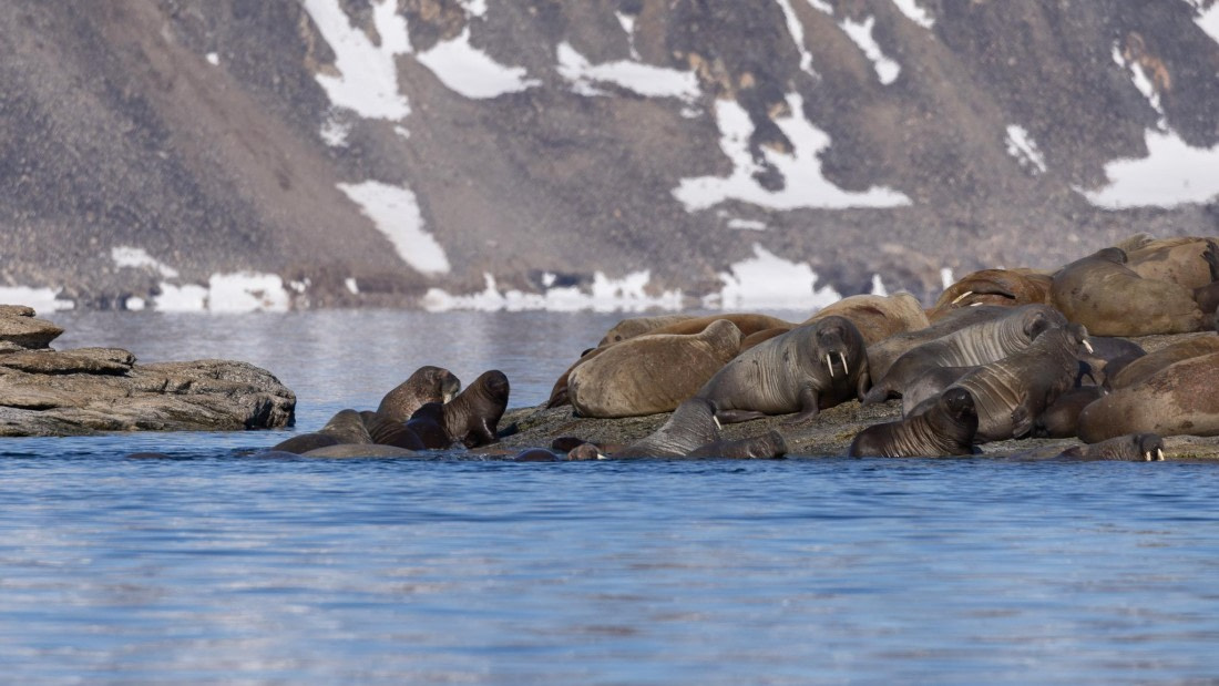 HDS06-24, Day 4, 4Q9A0590 © Katlyn Taylor - Oceanwide Expeditions.jpeg
