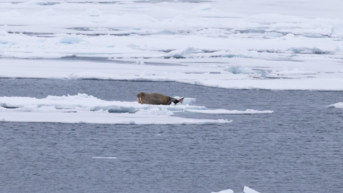 HDS06-24, Day 5, 4Q9A0603 © Katlyn Taylor - Oceanwide Expeditions.jpg