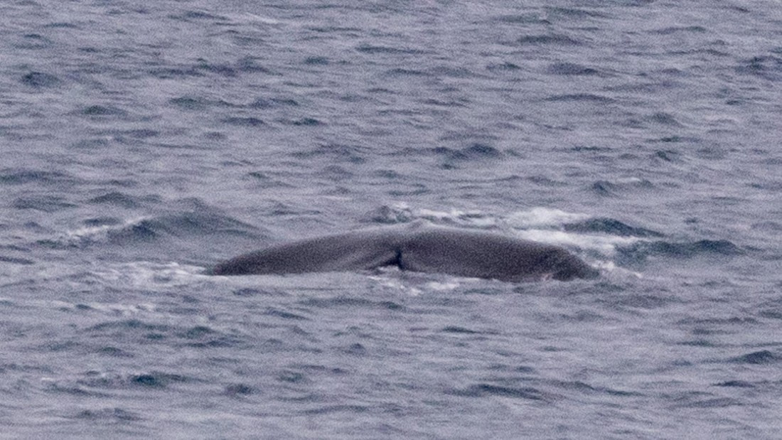 HDS06-24, Day 5, 4Q9A0649 © Katlyn Taylor - Oceanwide Expeditions.jpg