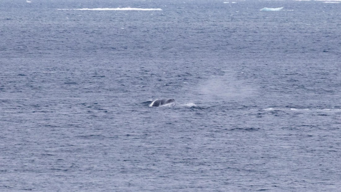 HDS06-24, Day 5, 4Q9A0669 © Katlyn Taylor - Oceanwide Expeditions.jpg