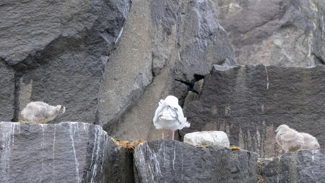 HDS06-24, Day 6, 4Q9A0733 © Katlyn Taylor - Oceanwide Expeditions.jpeg