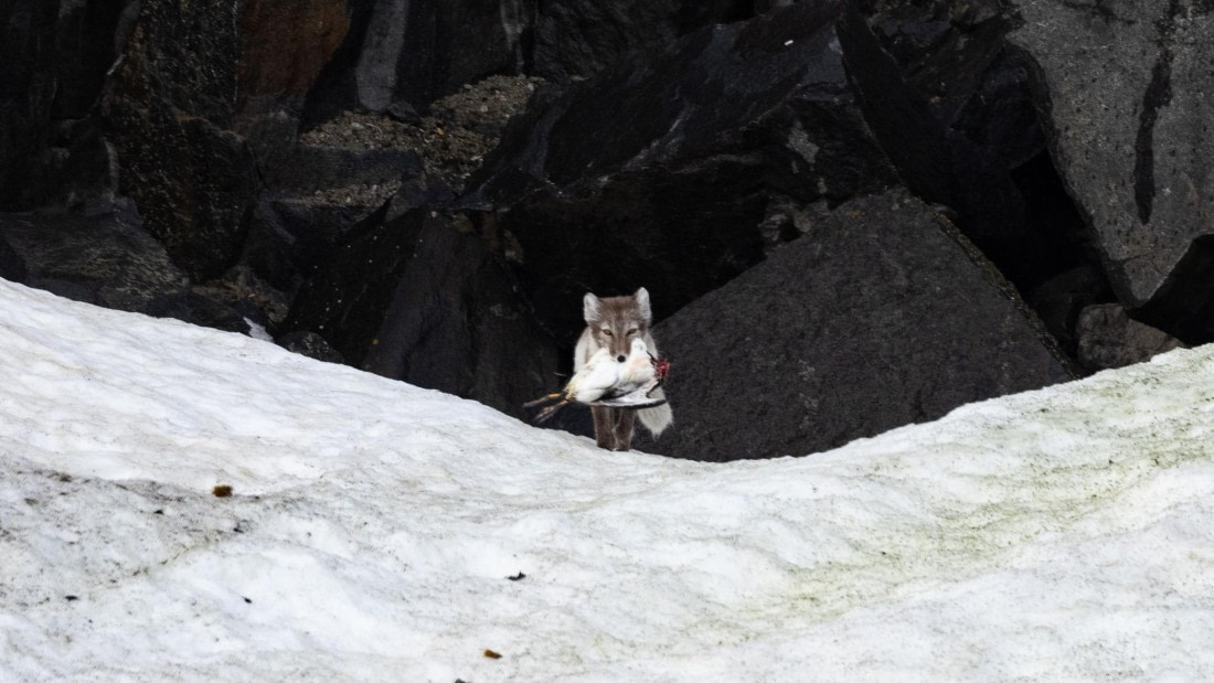 HDS06-24, Day 6, 4Q9A0749 © Katlyn Taylor - Oceanwide Expeditions.jpeg