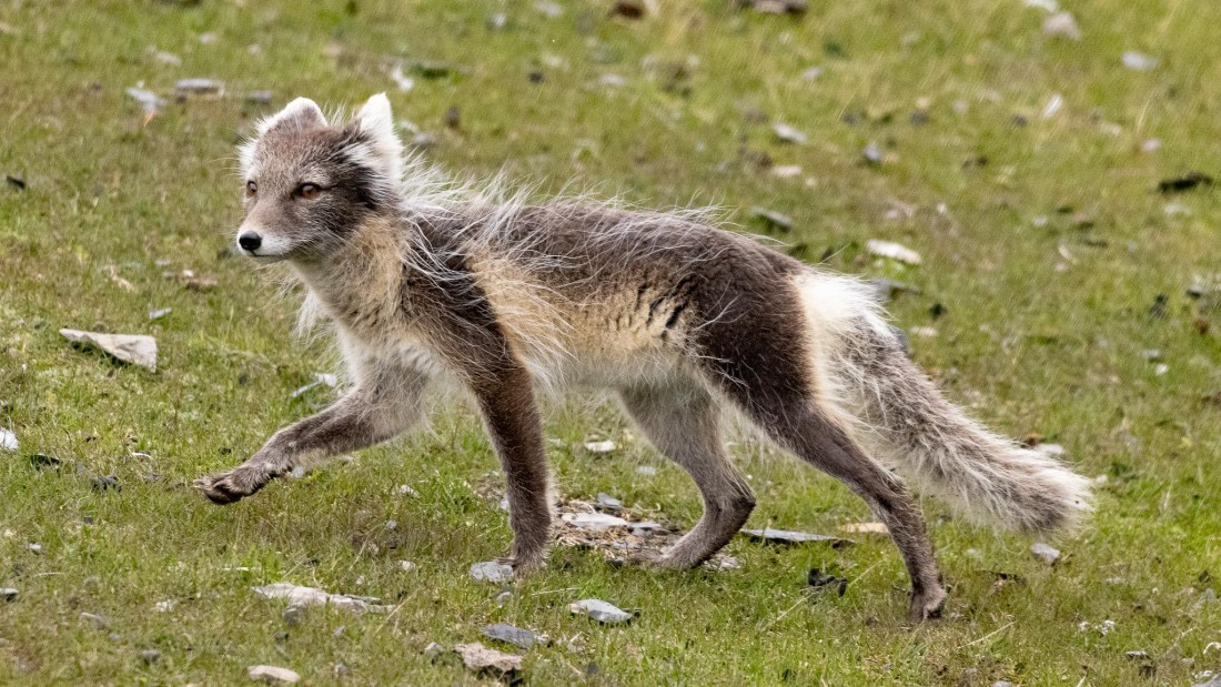 HDS06-24, Day 7, 4Q9A1316 © Katlyn Taylor - Oceanwide Expeditions.jpeg