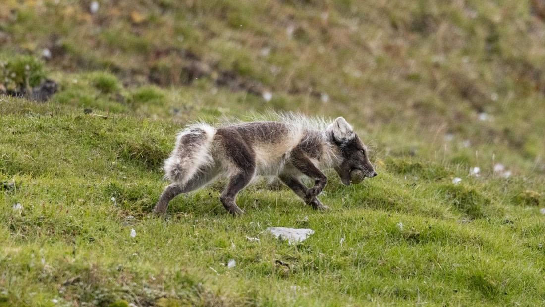 HDS06-24, Day 7, 4Q9A1337 © Katlyn Taylor - Oceanwide Expeditions.jpeg