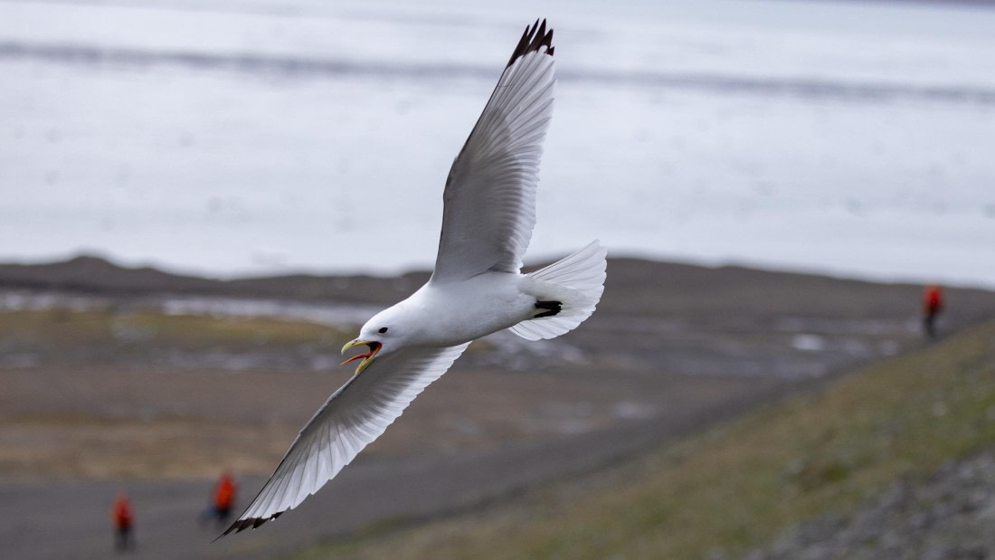HDS06-24, Day 7, 4Q9A1413 © Katlyn Taylor - Oceanwide Expeditions.jpeg