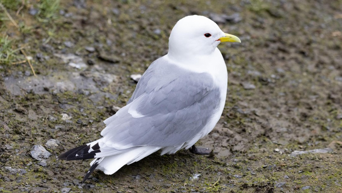 HDS06-24, Day 7, 4Q9A1438 © Katlyn Taylor - Oceanwide Expeditions.jpeg