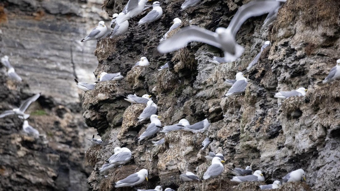 HDS06-24, Day 7, 4Q9A1468 © Katlyn Taylor - Oceanwide Expeditions.jpeg