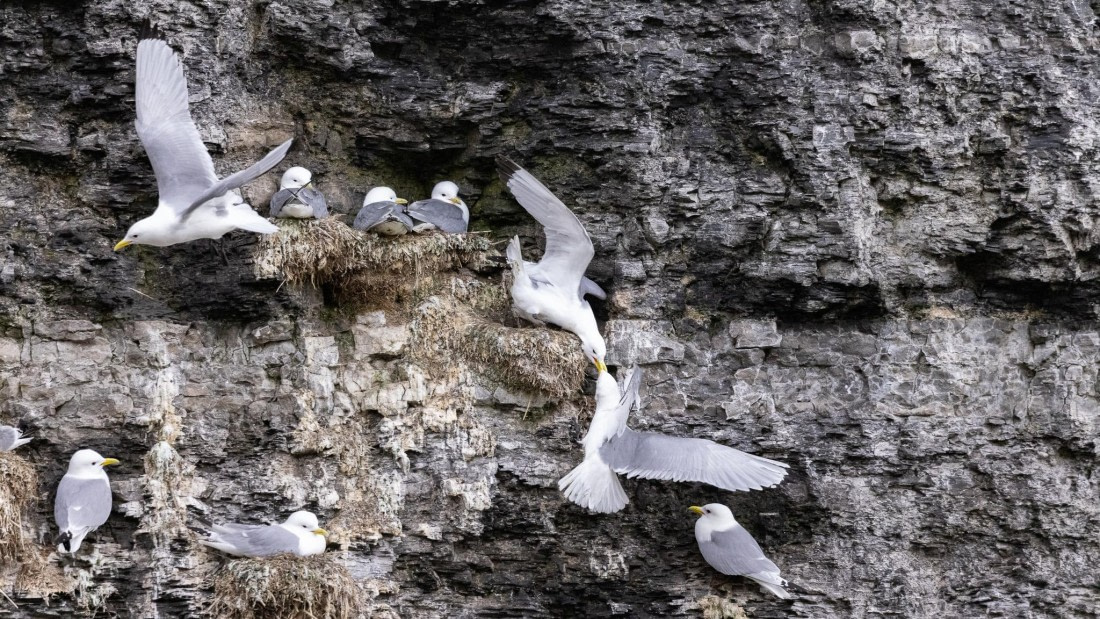 HDS06-24, Day 7, 4Q9A1494 © Katlyn Taylor - Oceanwide Expeditions.jpeg