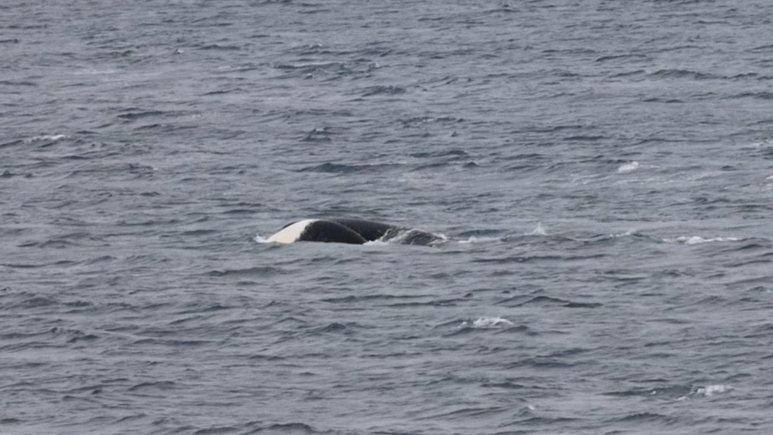 HDS06-24, Day 8, Screenshot 2024-07-07 at 2.03.35 PM © Unknown photographer - Oceanwide Expeditions.jpg