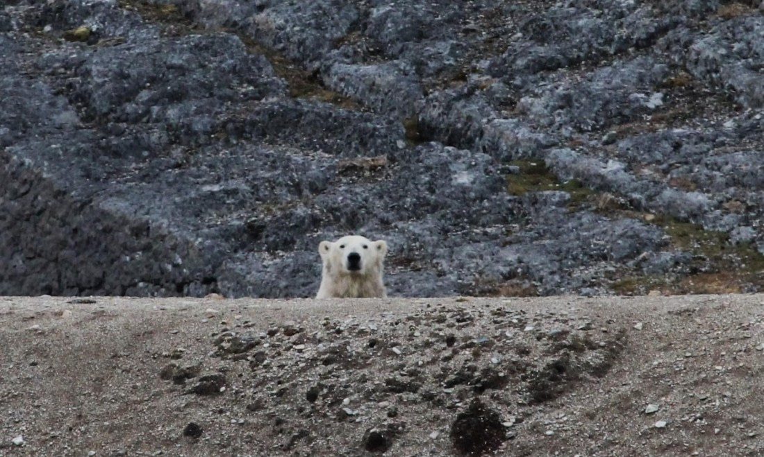 HDS06-24, Day 9, IMG_8982 © Unknown photographer - Oceanwide Expeditions.JPG