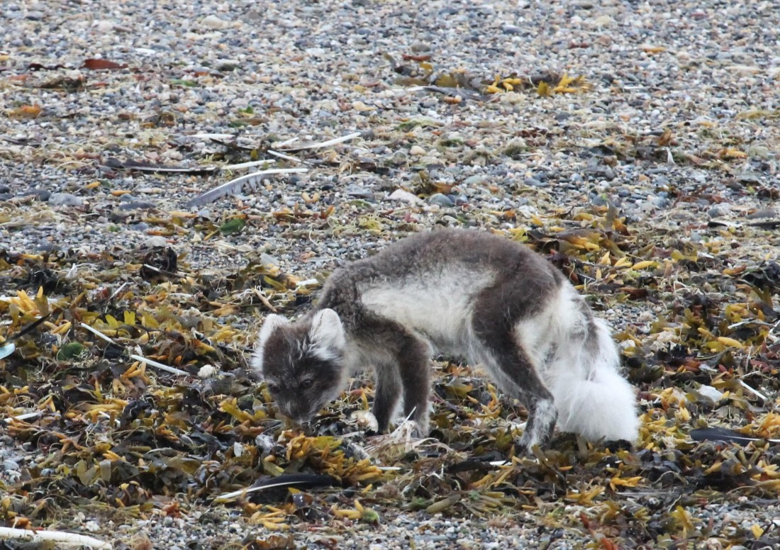HDS06-24, Day 9, IMG_9104 © Unknown photographer - Oceanwide Expeditions.JPG