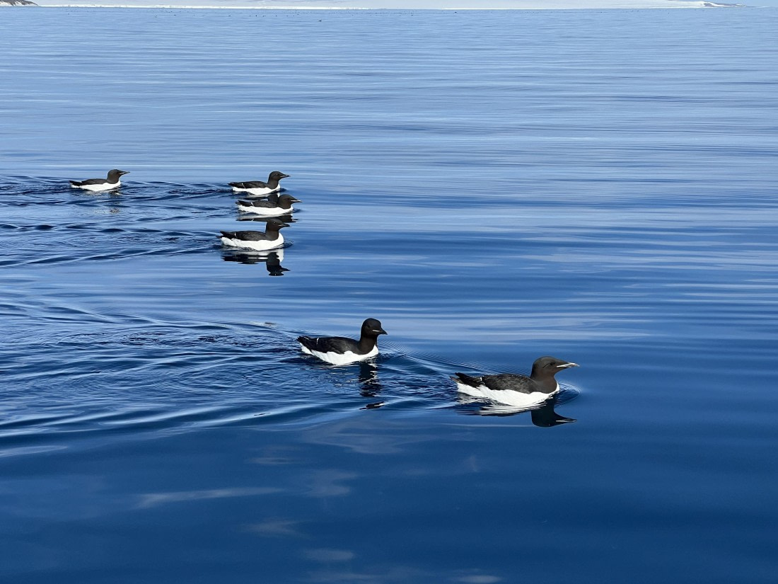 PLA06-24, Day 6, IMG_5076 © Unknown photographer - Oceanwide Expeditions.JPG
