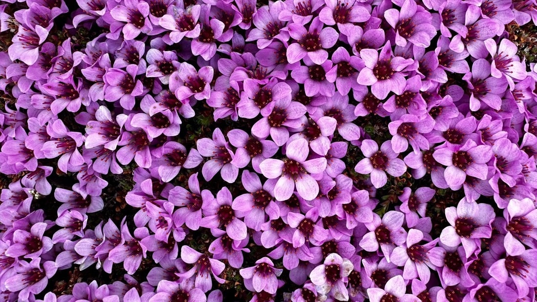 OTL06-24, Day 3,   IMG_7125 © Unknown photographer - Oceanwide Expeditions.jpg